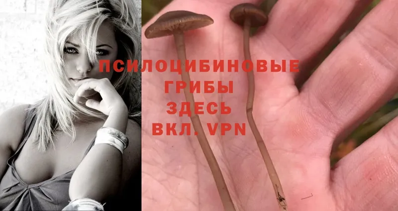 Галлюциногенные грибы Psilocybe  Малаховка 